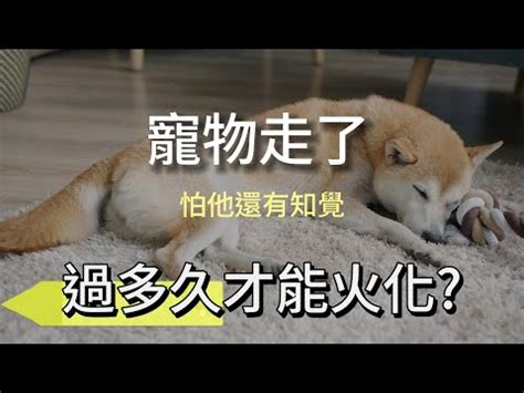 貓咪死亡處理|【寵物離世】別慌！瞭解4大禁忌/處理方式/火化費用 與牠體面告別